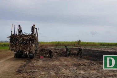 Khốn đốn vì mía cháy hàng loạt, nằm phơi nắng trên đồng