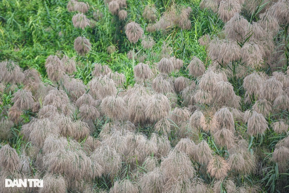 Ngất ngây cánh đồng cỏ lau bên cây cầu trăm tuổi Long Biên - 3 Ngất ngây cánh đồng cỏ lau bên cây cầu trăm tuổi Long Biên - 3