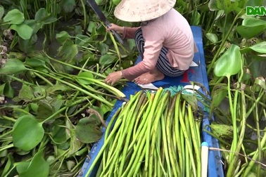 Nghề hái lục bình kiếm tiền triệu ở miền Tây