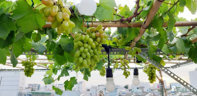 Cô gái trẻ Sài Gòn chia sẻ kinh nghiệm trồng nho trên sân thượng thu hoạch mỏi tay không hết quả - Ảnh 6. Cô gái trẻ Sài Gòn chia sẻ kinh nghiệm trồng nho trên sân thượng thu hoạch mỏi tay không hết quả - Ảnh 6.