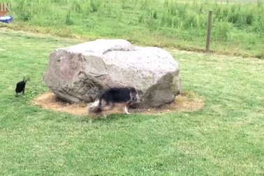 Hài hước clip vịt và chó đuổi nhau