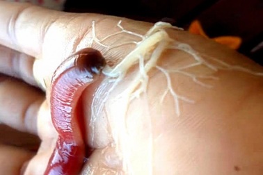 Kỳ lạ loài sinh vật "ngoài hành tinh", ai nhìn thấy cũng phải rùng mình