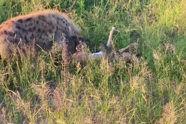 Linh dương thoát chết khỏi trăn dữ nhờ "vị cứu tinh" không ngờ