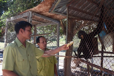 Chuyện những người "trả nghĩa" cho rừng xanh