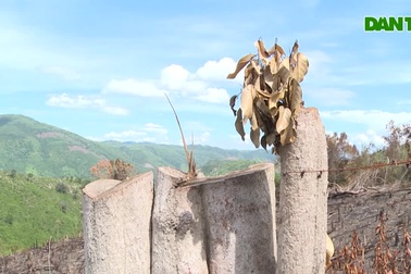 Hàng chục hecta rừng phòng hộ ở Phú Yên bị đốn hạ không thương tiếc