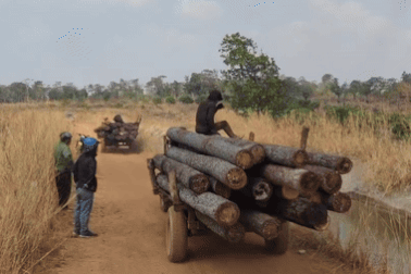 Khởi tố vụ án hơn 30 lâm tặc kéo nhau phá rừng đêm giao thừa