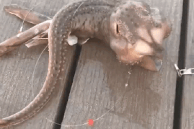 Ngư dân sững sờ khi câu được “thủy quái 3 chân”