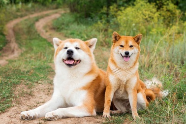 Điểm danh "lục đại quốc khuyển" của đất nước Nhật Bản