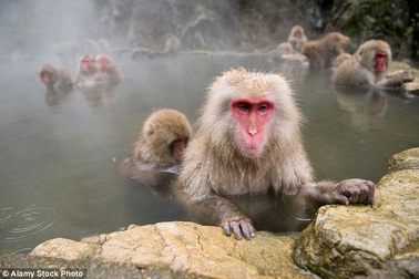 Vườn thú Nhật Bản gây tranh cãi khi tiêu hủy hàng chục con khỉ mang gen “ngoại”