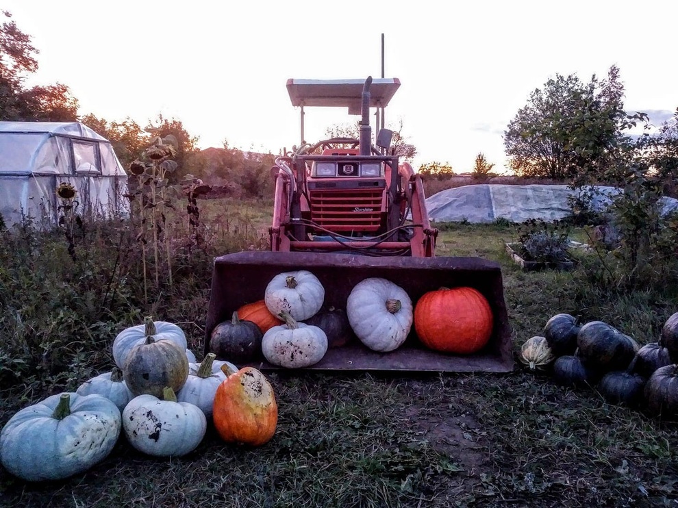 Chi tiền mua mảnh đất hoang, cặp đôi tha hồ ăn rau sạch mỗi ngày - 10 Chi tiền mua mảnh đất hoang, cặp đôi tha hồ ăn rau sạch mỗi ngày - 10