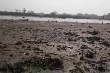 Xót xa nhìn 90 tấn ngao chết trắng đồng