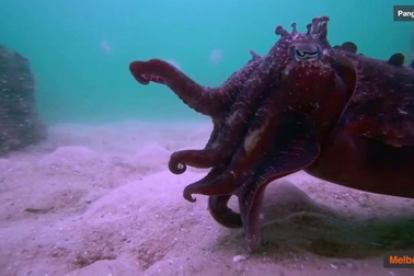 Cận cảnh mực nang trình diễn kỹ năng săn mồi