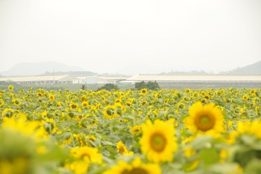 Choáng ngợp với rừng hướng dương ở trang trại bò lớn nhất châu Á