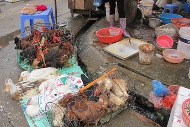 Cúm chết người lây lan nhanh