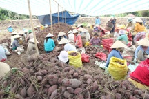 Người trồng khoai lang tím Nhật thất thu, lỗ nặng vì sâu lạ tấn công