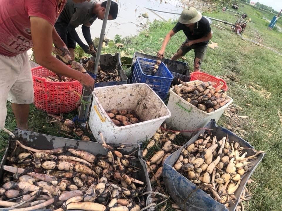 Củ sen tươi 7,9 lỗ, vì sao giá cao ngất, dân sành vẫn mua cả tạ về ăn? - 4