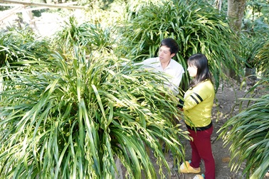 Chậu hoa địa lan Trần Mộng đắt nhất Sapa có giá 70 triệu đồng