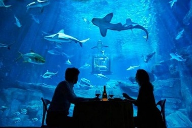 "Thi đấu" để được ngủ với cá mập