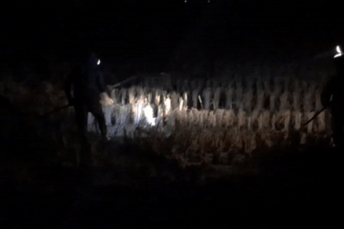 Theo chân “cao thủ” ở Hà Nội săn chuột đồng đêm chỉ bằng... đèn pin