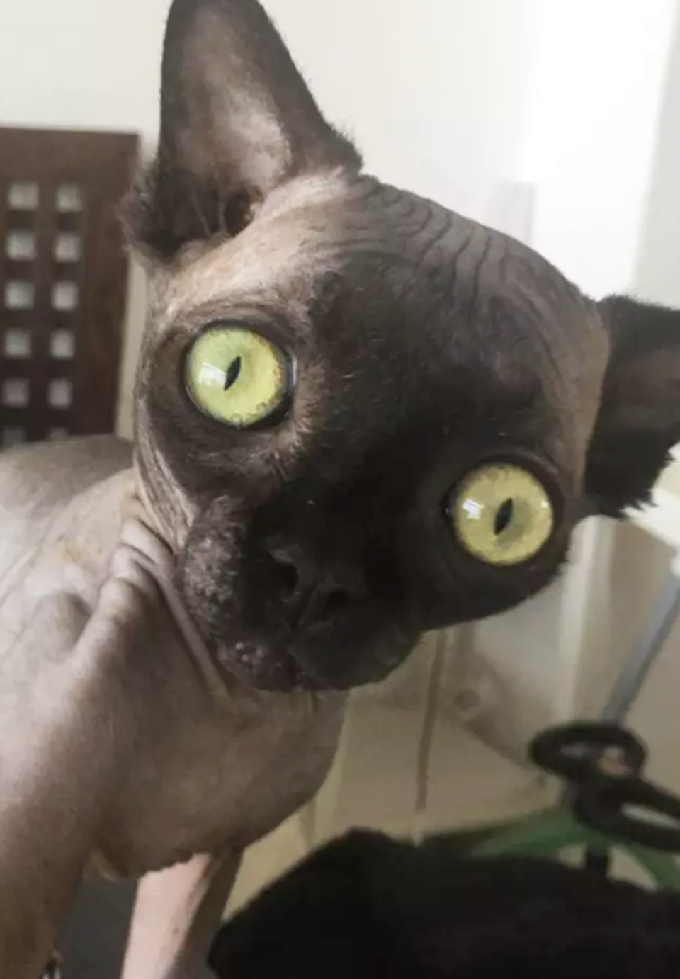 Lạ mắt với cô mèo dơi khiến cư dân mạng phát cuồng - 5