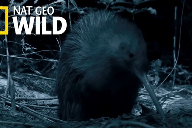 Hình ảnh độc về chim Kiwi