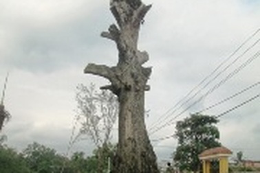 Chuyện về cây Gạo 300 năm tuổi chết sau khi được vinh danh