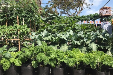 Vườn 60m2 đủ loại rau trái, vợ chồng trẻ ở Quảng Nam không phải đi chợ