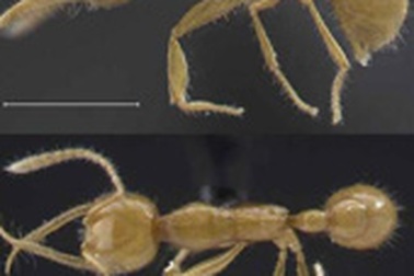 Phát hiện loài kiến 120 triệu tuổi