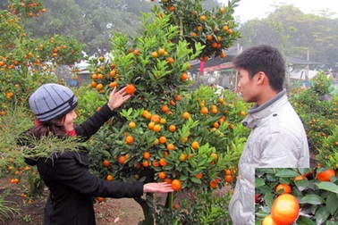 Online sắm cây chơi Tết