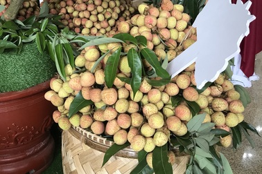 Giá vải thiều tăng gấp đôi, chất lượng cao nhất từ trước đến nay