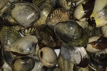 Các tế bào ung thư lây nhiễm là “hiện tượng phổ biến” ở biển