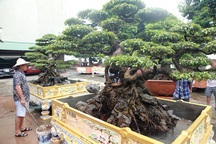 Trả 2 triệu USD cho cặp sanh cổ, chủ nhân vẫn nhất quyết không bán