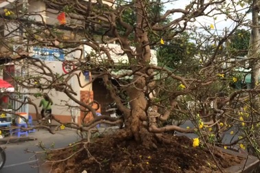 Ngắm cây mai giá 300 triệu đồng ở chọ hoa xuân TP Cần Thơ