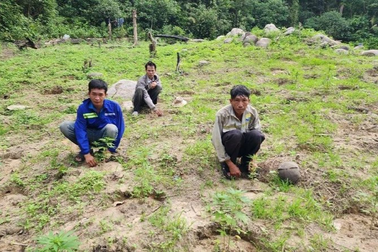 Tạm giữ ba người lên núi trồng cần sa