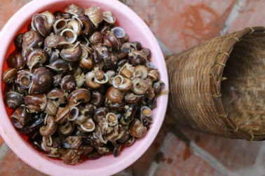 Ốc đá Chiềng Khoang, món quà của núi rừng