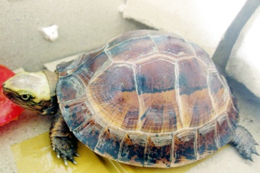 Việt Nam đề xuất hai loài rùa cấm buôn bán quốc tế