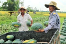 Nông dân thấp thỏm vì dưa hấu "sáng một giá, chiều một giá"