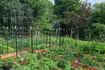 Cặp vợ chồng bỏ phố về ngoại ô làm trang trại trồng rau trái quả