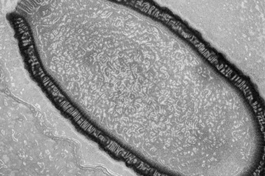 Thảm họa tiềm ẩn từ thời cổ đại