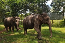 "Nàng" voi 43 tuổi ở Đắk Lắk được chi trên một tỷ đồng để cứu hộ