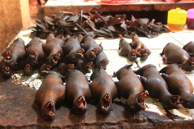 Hàng loạt nhà hàng ngừng bán món đặc sản dơi hầm vì virus corona