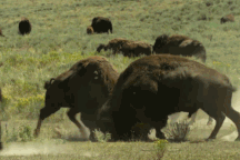 Kinh hãi với màn "ác đấu" bất phân thắng bại của bò đực châu Mỹ