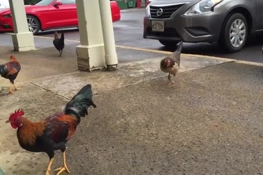 Đàn gà hoang dạn dĩ trên đảo Hawaii vào cả nhà dân để "xin ăn"