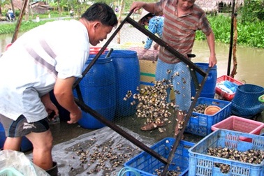 Chưa có hộ nào nuôi ốc bươu vàng bán cho thương lái Trung Quốc
