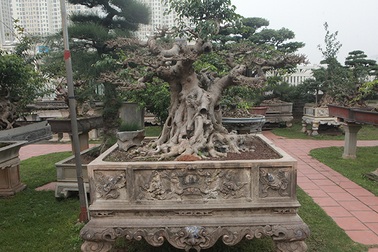 Cây sanh có thế lạ cực kỳ hiếm, đại gia trả 2,6 tỷ đồng không chịu bán