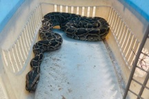 Trăn gấm vào trang trại nuốt chửng 10 con gà