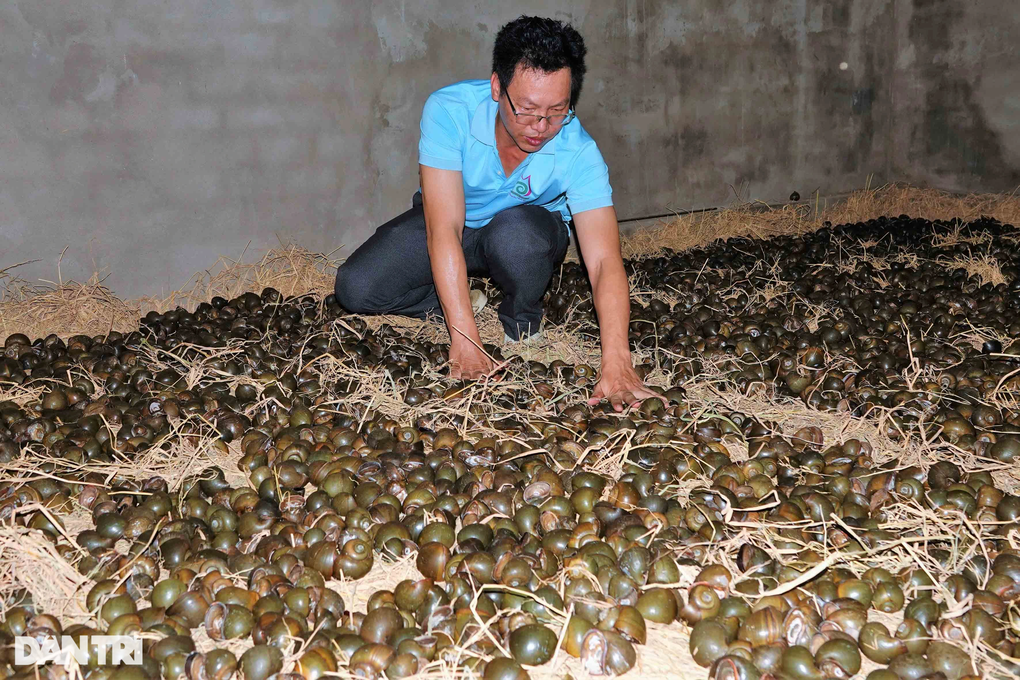 Bí quyết cho ốc ngủ gác bếp liền 3 tháng, thu lãi hàng trăm triệu đồng - 7 Bí quyết cho ốc ngủ gác bếp liền 3 tháng, thu lãi hàng trăm triệu đồng - 7
