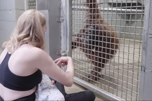 Nhân viên sở thú cho con bú trước mặt đười ươi để dạy cách làm mẹ