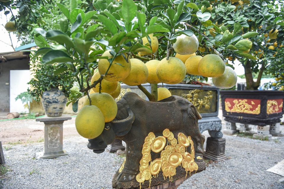 Chưa Tết, siêu phẩm trâu cõng bưởi đã hết hàng - 9 Chưa Tết, siêu phẩm trâu cõng bưởi đã hết hàng - 9