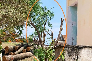 Cây xà cừ hơn 40 năm tuổi bị cắt tỉa trơ thân, nhiều người nuối tiếc